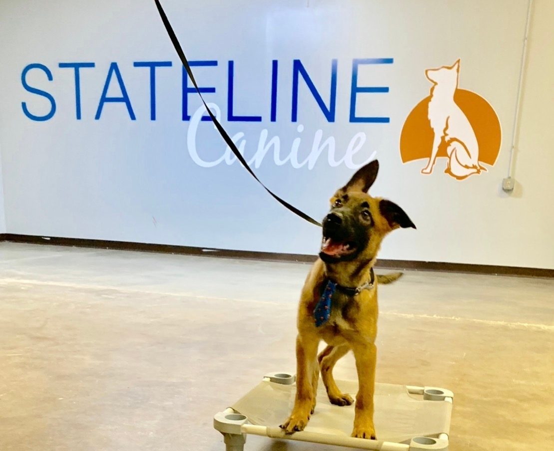 A young Belgian Malinois working a place command on leash during a training session