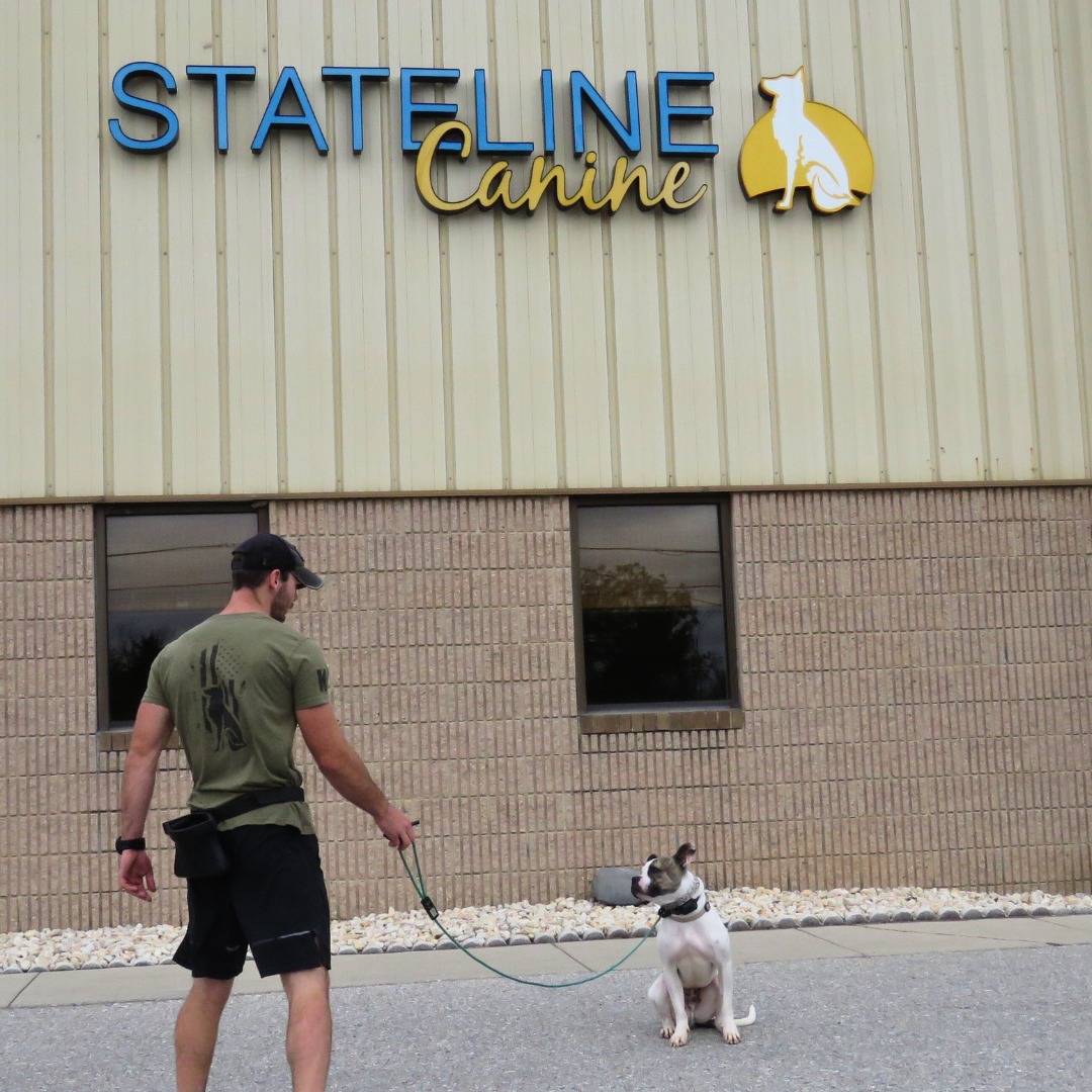 Dog training session at Stateline Canine