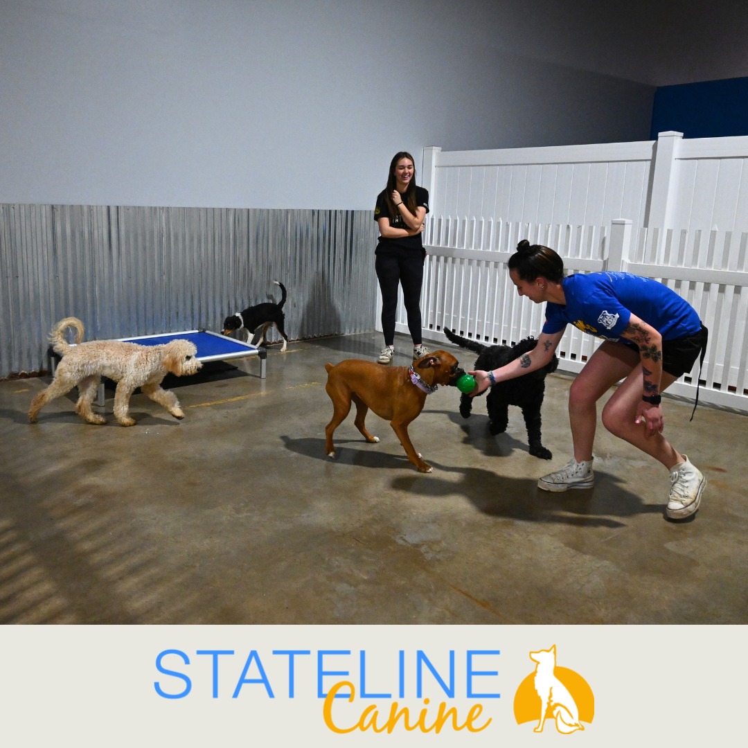 Group dog training class